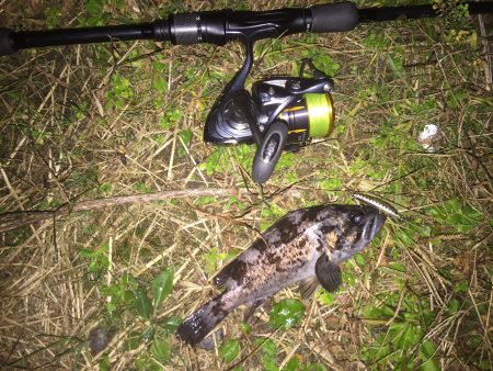 ソイが釣れました